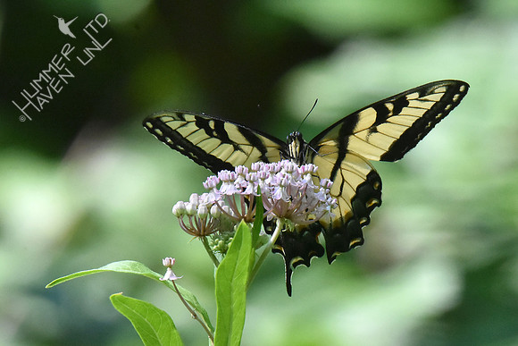 Eastern Tiger Swallowtail on Marsh Milkweed (Asclepias tuberosa) 8-5-18