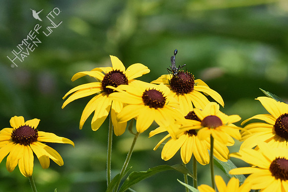 Wasp on Sweet Coneflower (Rudbeckia submentosum) 8-5-18