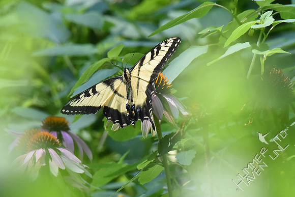Eastern Tiger Swallowtail on Purple Coneflower (Echinacea purpurea) 8-5-18