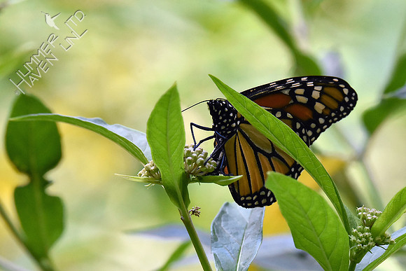 Monarch laying eggs on Marsh Milkweed (Asclepias tuberosa) 8-5-18