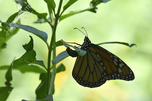 Monarch laying eggs on Marsh Milkweed (Asclepias tuberosa) 8-5-18