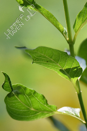 Egg on leaf Marsh Milkweed (Asclepias tuberosa) 8-5-18