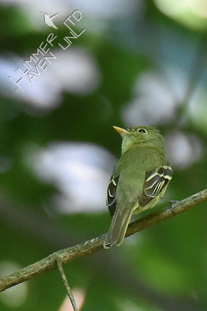 Acadian Flycatcher 8-5-18
