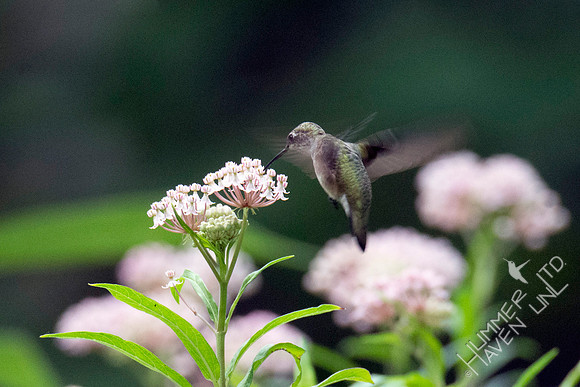 Ruby-throated Hummingbird at Marsh Milkweed (Asclepias incarnata) 8-6-18