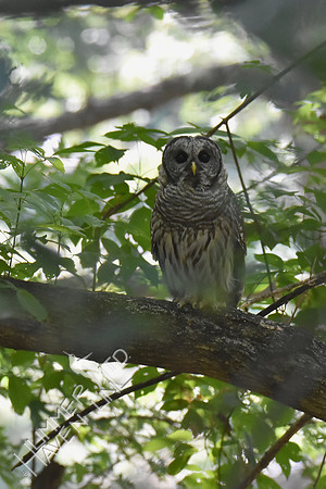 Barred Owl 8-6-18
