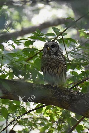 Barred Owl 8-6-18