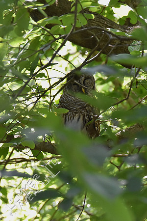 Barred Owl 8-6-18