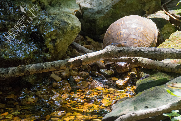 Eastern Three-toed Box Turtle 8-6-18