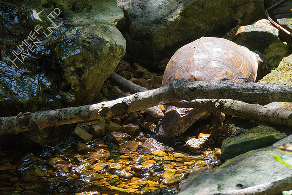 Eastern Three-toed Box Turtle 8-6-18