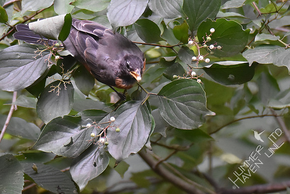 American Robin eating Rough-leaf Dogwood berries (Cornus drummondii) 8-6-18