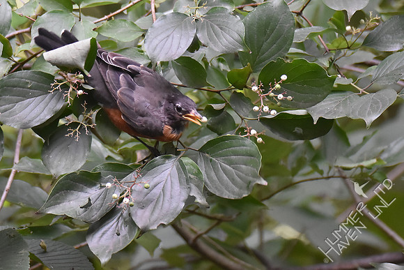 American Robin eating Rough-leaf Dogwood berries (Cornus drummondii) 8-6-18
