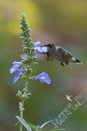 Ruby-throated Hummingbird at Azure Sage (Salvia azurea) 8-5-18