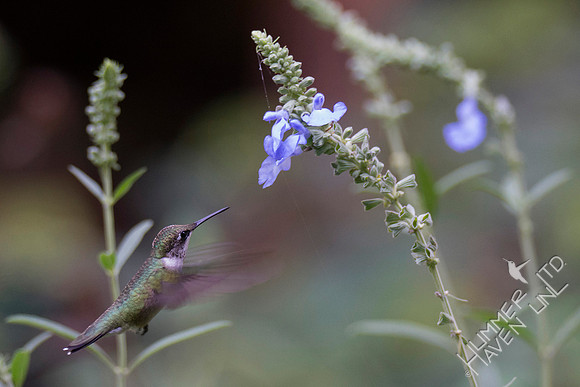 Ruby-throated Hummingbird at Azure Sage (Salvia azurea) 8-5-18