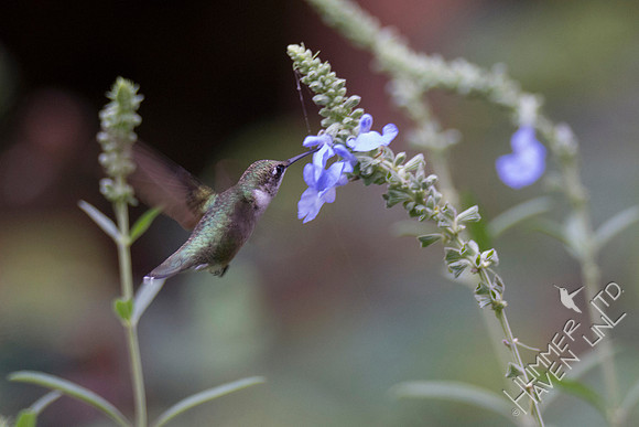Ruby-throated Hummingbird at Azure Sage (Salvia azurea) 8-5-18