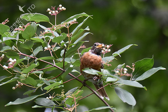 American Robin eating Rough-leaf Dogwood berries (Cornus drummondii) 8-8-18