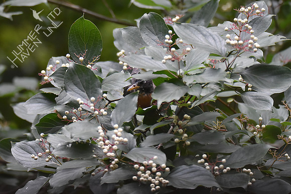 American Robin eating Rough-leaf Dogwood berries (Cornus drummondii) 8-8-18