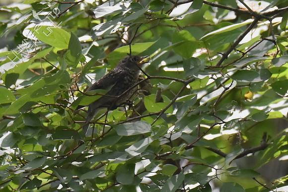 Eastern Bluebird juvenile eating berries 8-9-18