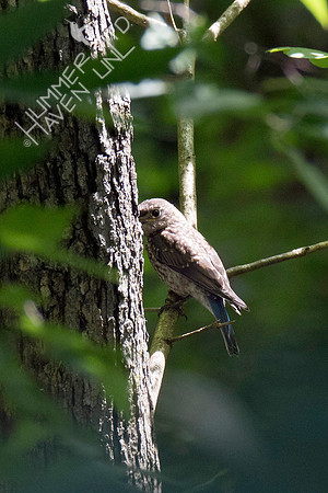 Eastern Bluebird juvenile 8-9-18