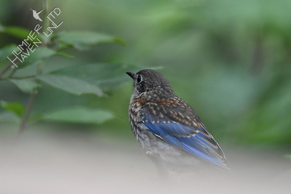 Eastern Bluebird juvenile 8-9-18