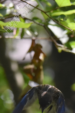 Eastern Bluebird juvenile 8-9-18