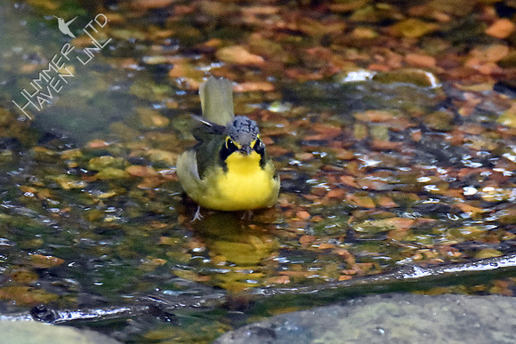Kentucky Warbler 8-9-18