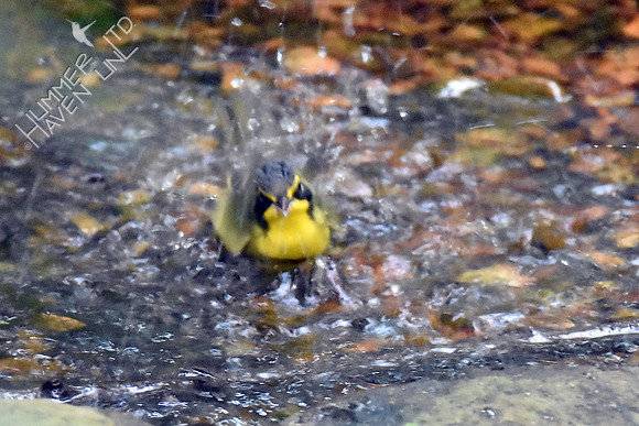 Kentucky Warbler 8-9-18