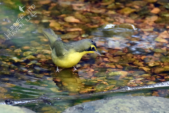 Kentucky Warbler 8-9-18