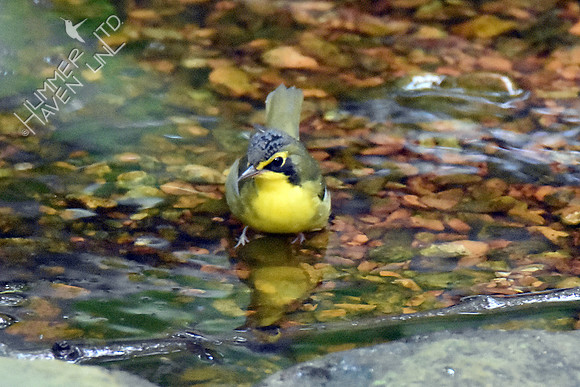 Kentucky Warbler 8-9-18
