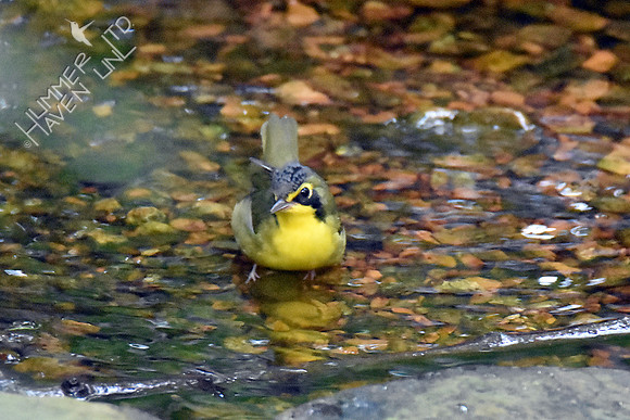 Kentucky Warbler 8-9-18