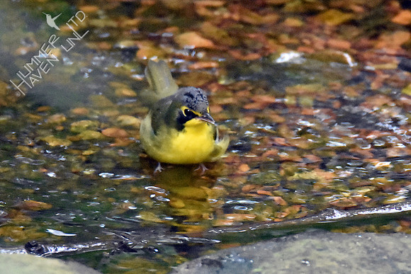 Kentucky Warbler 8-9-18