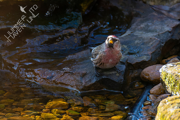 1-29-22 Common Redpoll