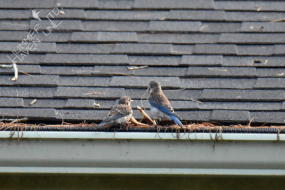 Eastern Bluebird juveniles 8-10-18