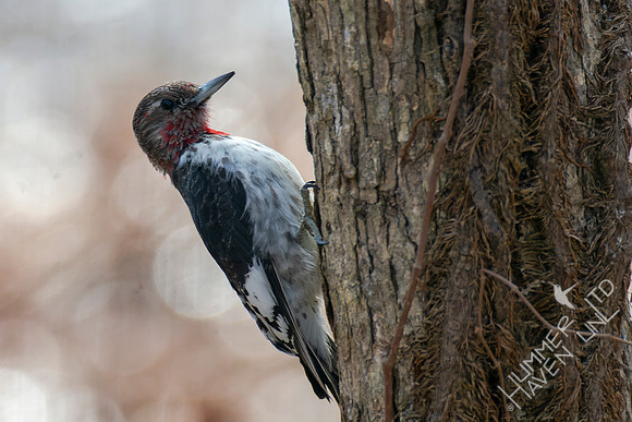 1-28-22 Red-headed Woodpecker