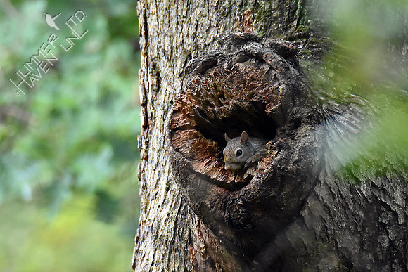 Eastern Gray Squirrel in White Oak snag (Quercus alba) 8-16-18