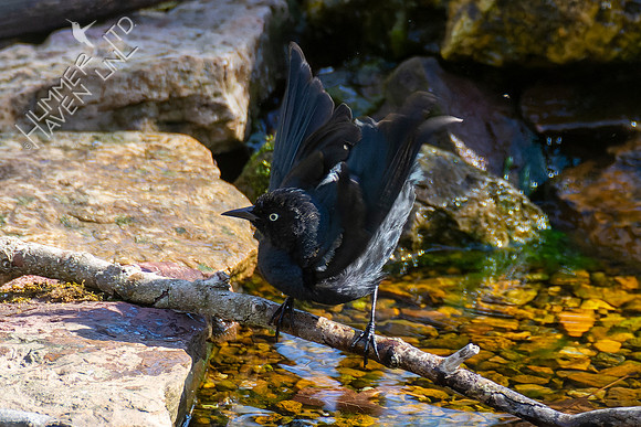 4-9-22 Rusty Blackbird