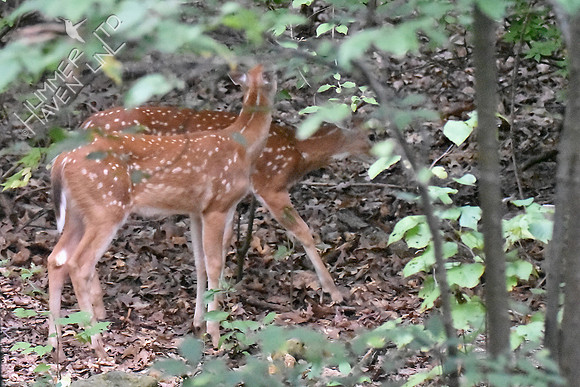 White-tailed Fawns 8-22-18
