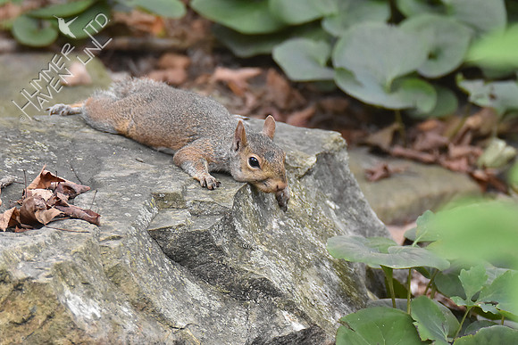 Eastern Gray Squirrel in 95 degrees 8-27-18