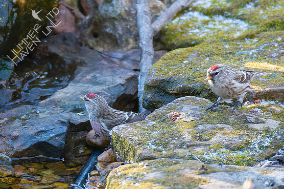 1-29-22 Common Redpolls