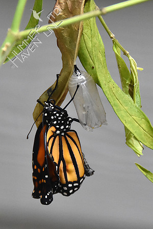 Monarch 9-1-18 at 8:21 am