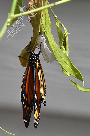 Monarch 9-1-18 at 8:31 am