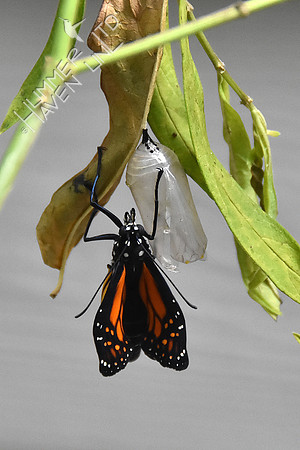 Monarch 9-1-18 at 8:16 am