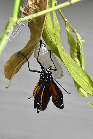 Monarch 9-1-18 at 8:15 am