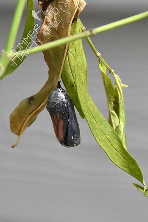 Monarch chrysalis 9-1-18 at 8:13 am