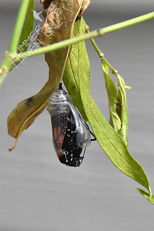 Monarch chrysalis 9-1-18 at 8:14 am