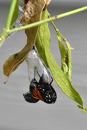 Monarch emerged from chrysalis 9-1-18 at 8:14 am