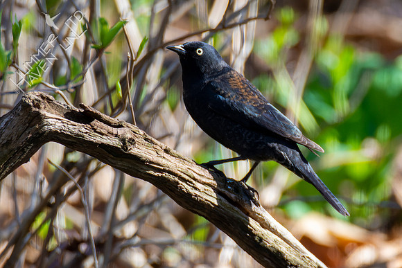 4-14-22 Rusty Blackbird