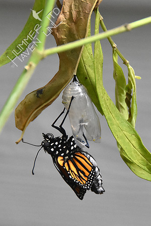 Monarch emerged from chrysalis 9-1-18 at 8:14 am