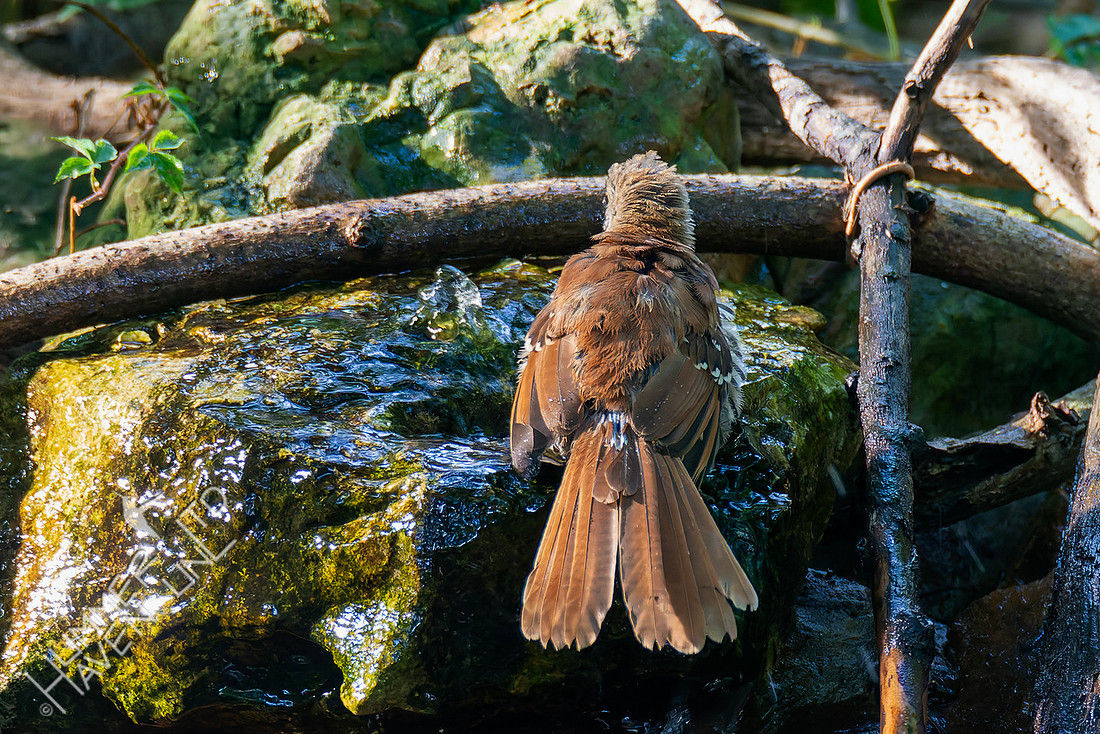 7-30-25 Brown Thrasher immature