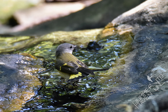 American Redstart 9-10-18