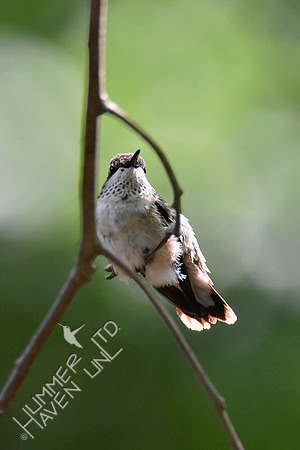 Ruby-throated Hummingbird 9-11-18